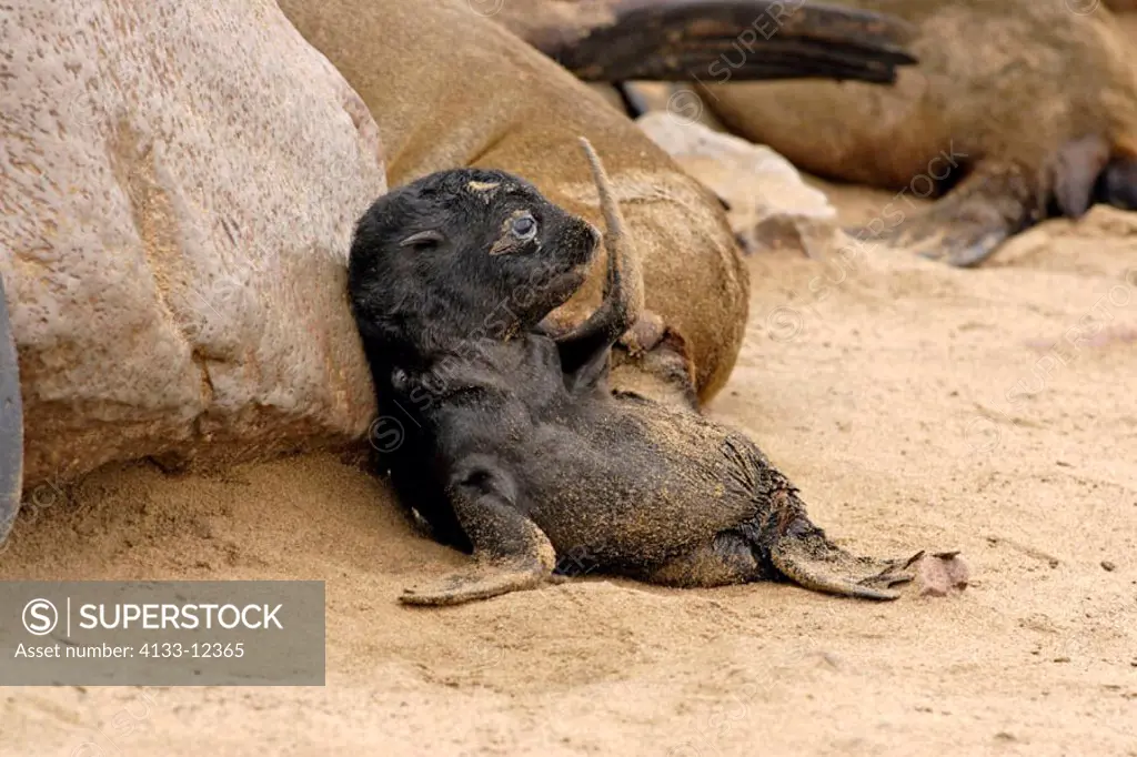 Cape Fur Seal, Arctocephalus pusillus, Cape Cross, Namibia , Africa, pup