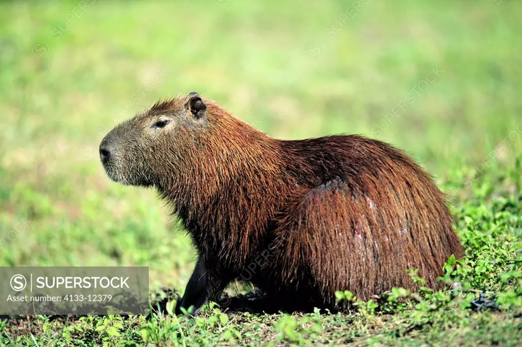 Capybara,Hydrochoerus hydrochaeris,Pantanal,Brazil,adult