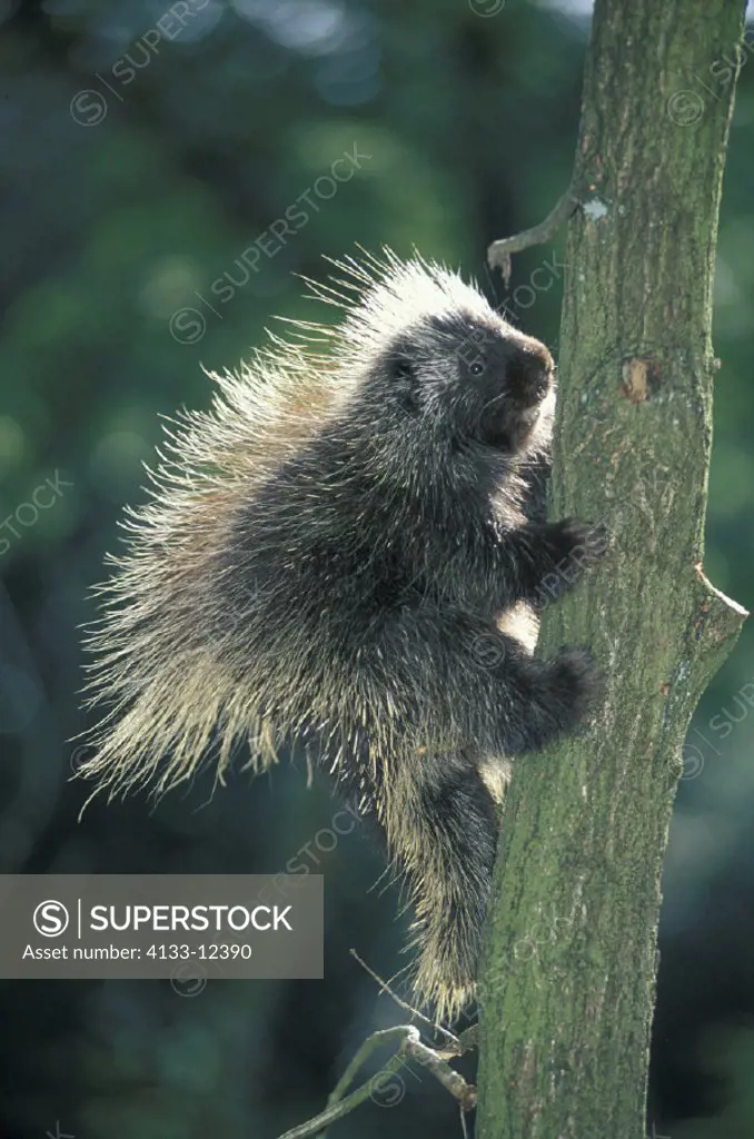 North American Porcupine , Erethizon dorsatum , North America , young climbing on tree