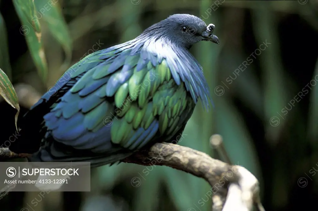Nicobar Pigeon , Caloenas nicobarica , Asia , India , adult on tree