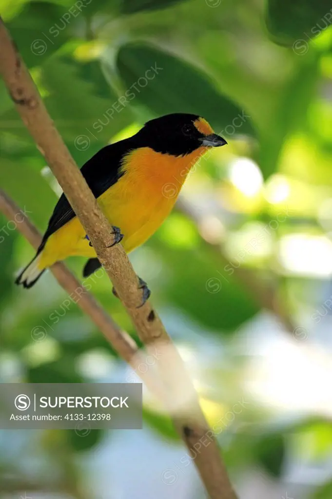 Violaceous Euphonia,Euphonia violacea,Grand Cayman,Cayman Islands,Caribbean,adult on branch in tree