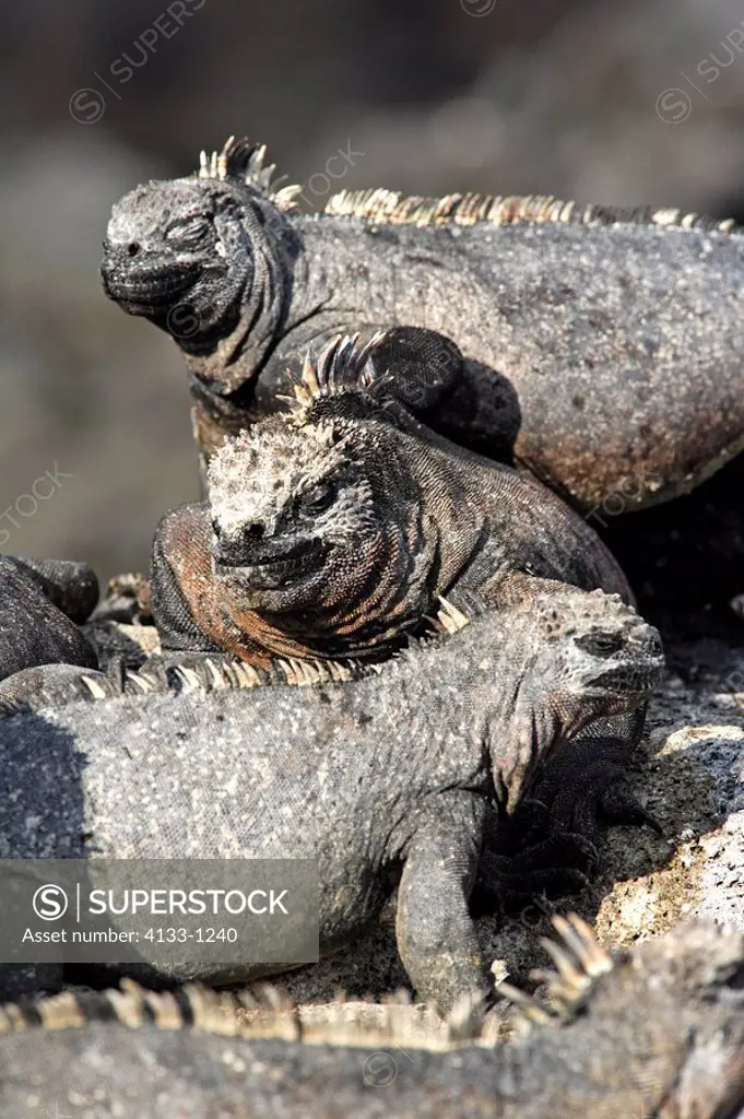 Marine Iguana,Amblyrhynchus cristatus,Galapagos Islands,Ecuador,adults,group,on rock,resting