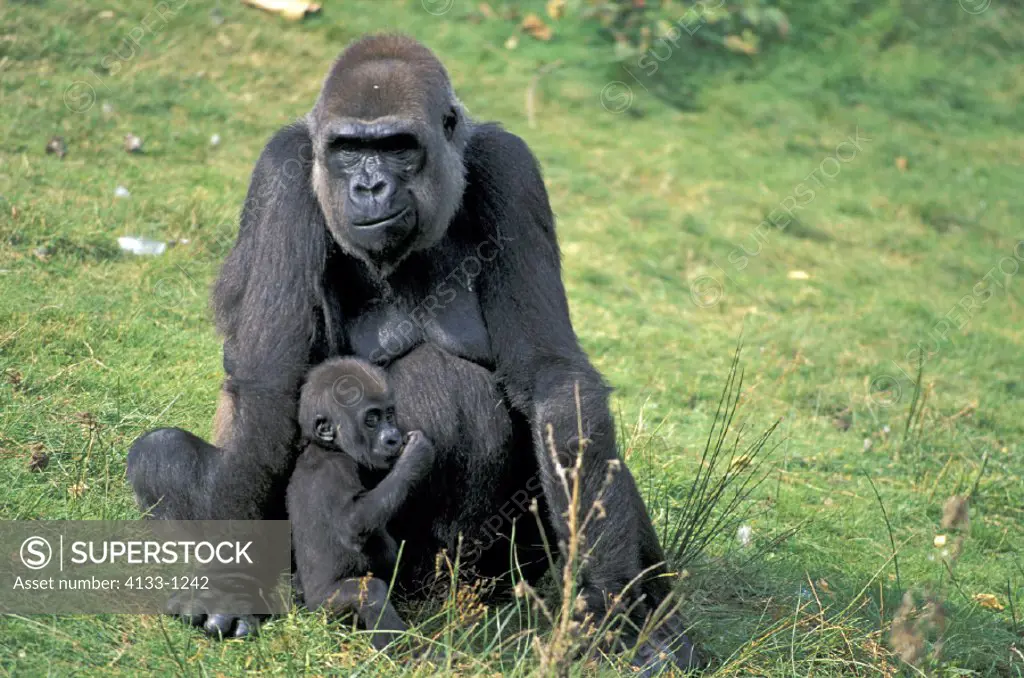 Lowland Gorilla , Gorilla gorilla gorilla , Africa , adult with baby
