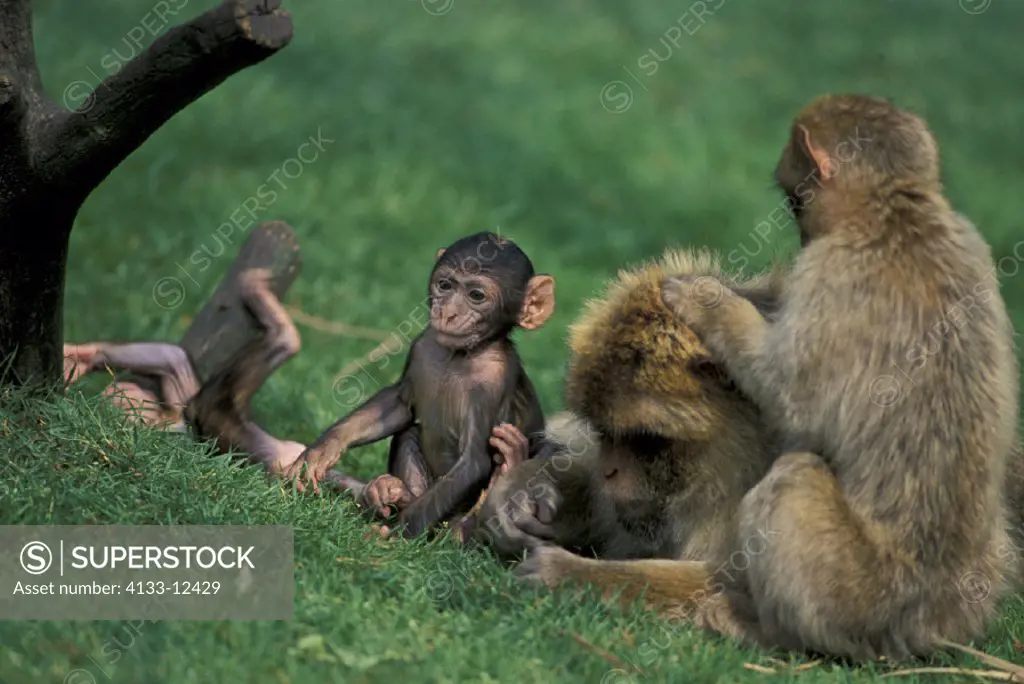 Barbary Ape , Macaca sylvanus , Gibraltar , Marokko , Africa  , Adult with young social behaviour