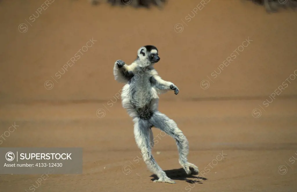 Verreaux`s Sifaka , Sifaka , Propithecus verreauxi , Berenty Game Reserve , Madagascar , Africa , Adult jumping , dancing on the ground