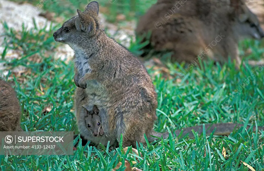 Bennett Wallaby Macropus rufogriseus Australia
