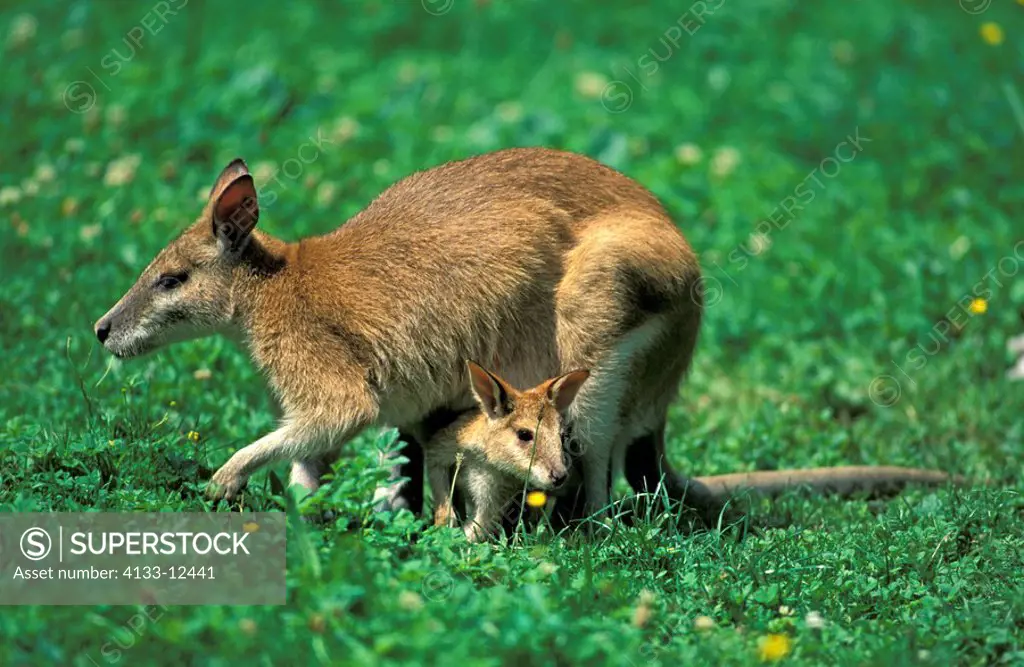 Agile Wallaby,Macropus agilis,Australia,adult with young in poach