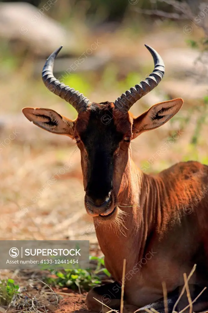 Tsessebe, (Damaliscus lunatus), adult portrait, Tswalu Game Reserve, Kalahari, Northern Cape, South Africa, Africa