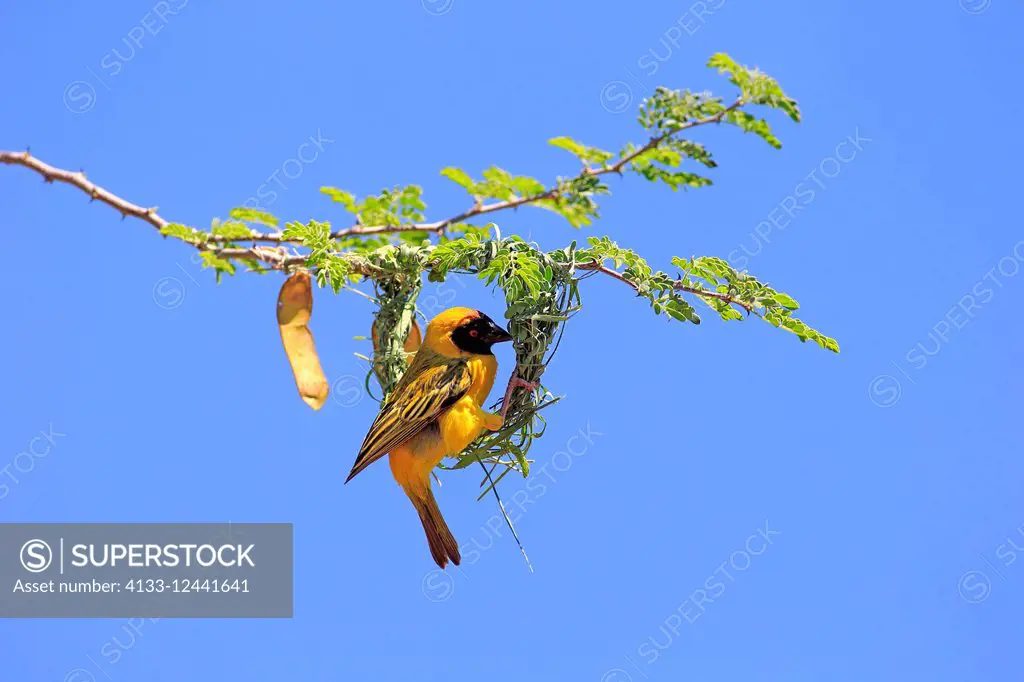 Masked Weaver, (Ploceus velatus), adult male builds a nest, Tswalu Game Reserve, Kalahari, Northern Cape, South Africa, Africa