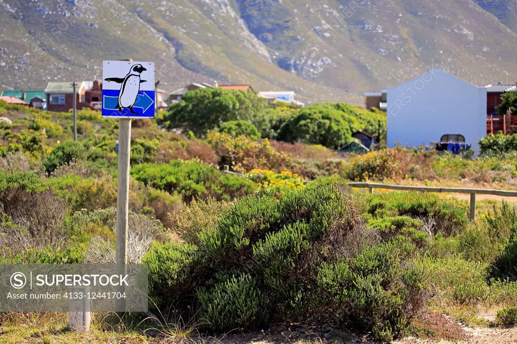 Signpost to penguins, roadsign, direction to penguins, Betty's Bay, Western Cape, South Africa, Africa