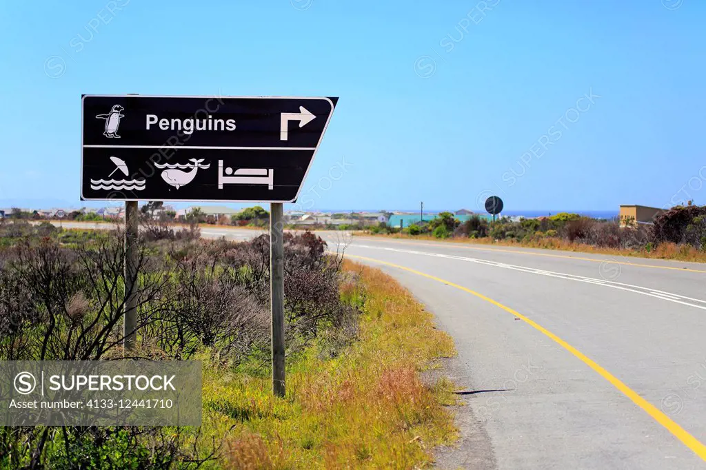 Signpost to penguins and whalewatch, roadsign, direction to penguins, direction to whale watch, Betty's Bay, Western Cape, South Africa, Africa