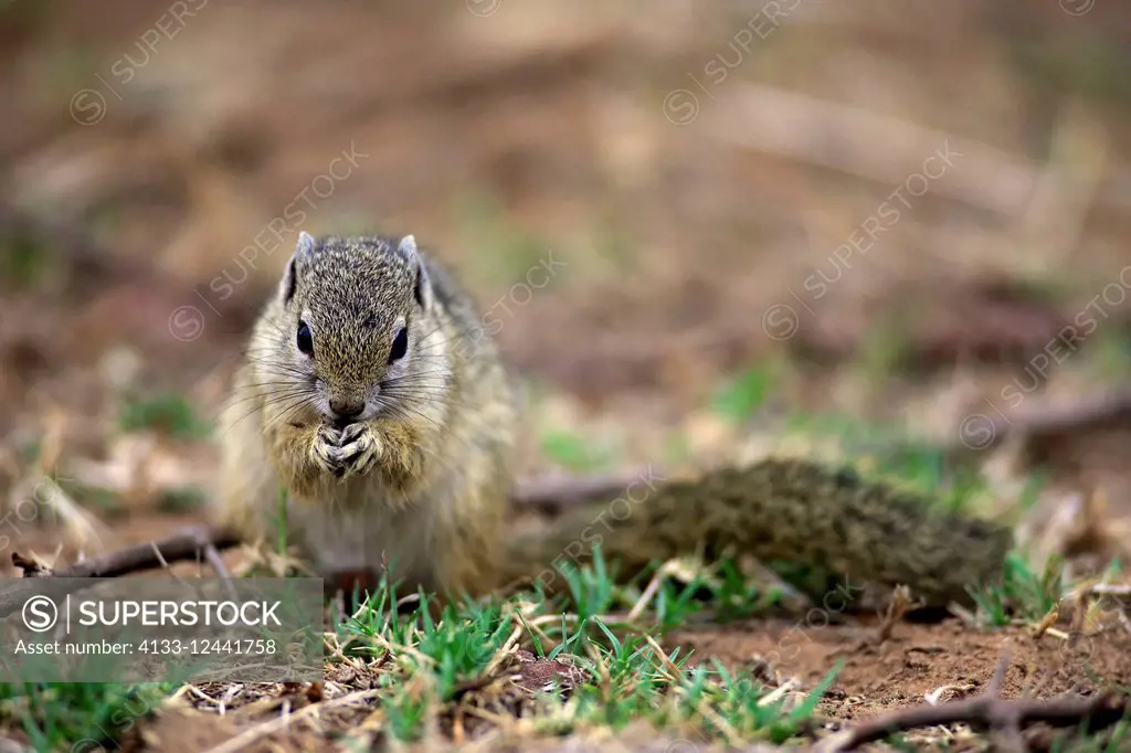 Tree Squirrel, Smith's bush squirrel, yellow-footed squirrel, (Paraxerus cepapi), adult feeding, Kruger Nationalpark, South Africa, Africa