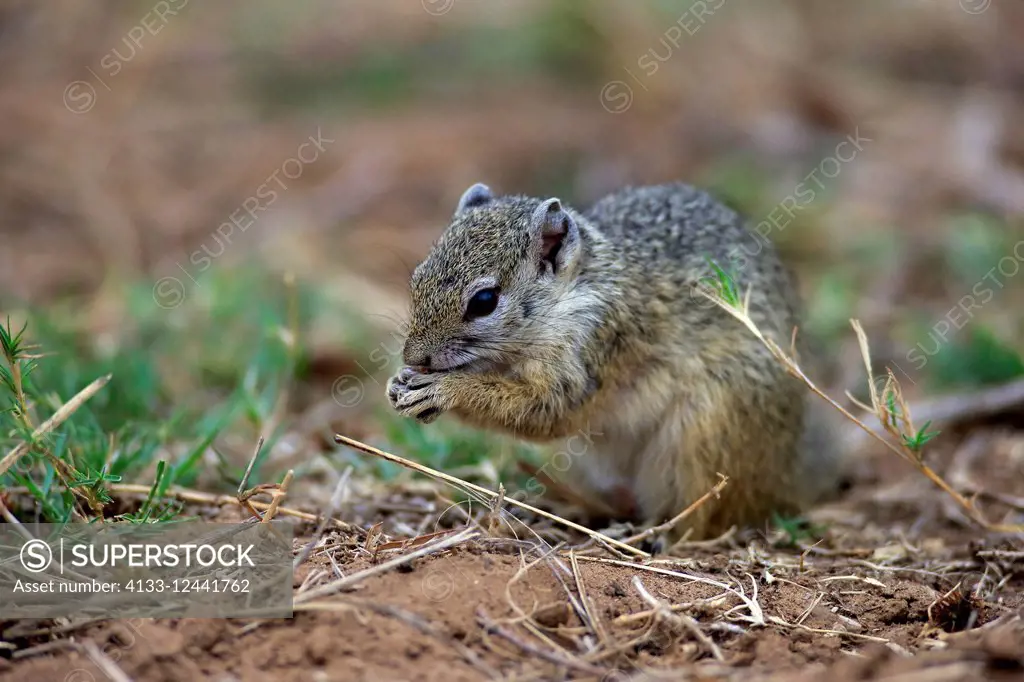 Tree Squirrel, Smith's bush squirrel, yellow-footed squirrel, (Paraxerus cepapi), adult feeding, Kruger Nationalpark, South Africa, Africa