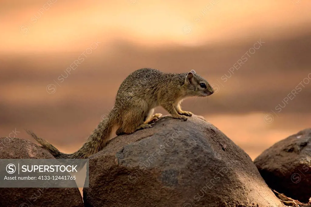 Tree Squirrel, Smith's bush squirrel, yellow-footed squirrel, (Paraxerus cepapi), adult on rock alert, Kruger Nationalpark, South Africa, Africa