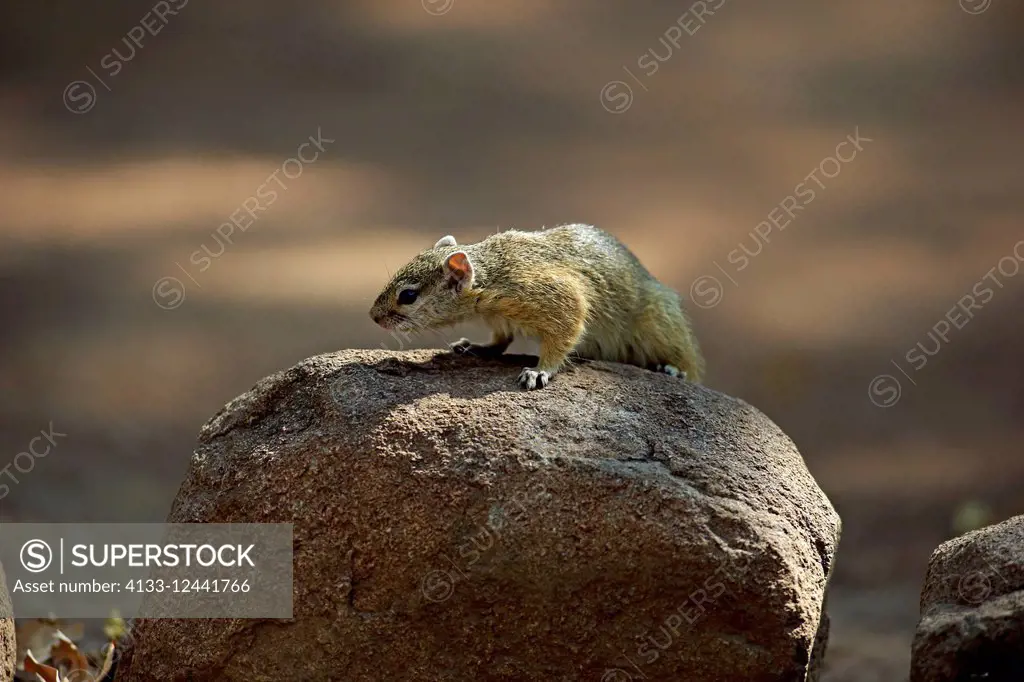 Tree Squirrel, Smith's bush squirrel, yellow-footed squirrel, (Paraxerus cepapi), adult on rock, Kruger Nationalpark, South Africa, Africa