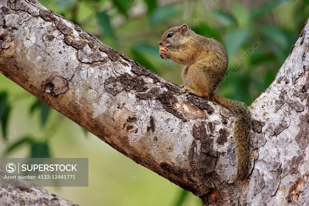 Tree Squirrel, Smith's bush squirrel, yellow-footed squirrel, (Paraxerus cepapi), adult on tree feeding on bread from tourist, Kruger Nationalpark, So...