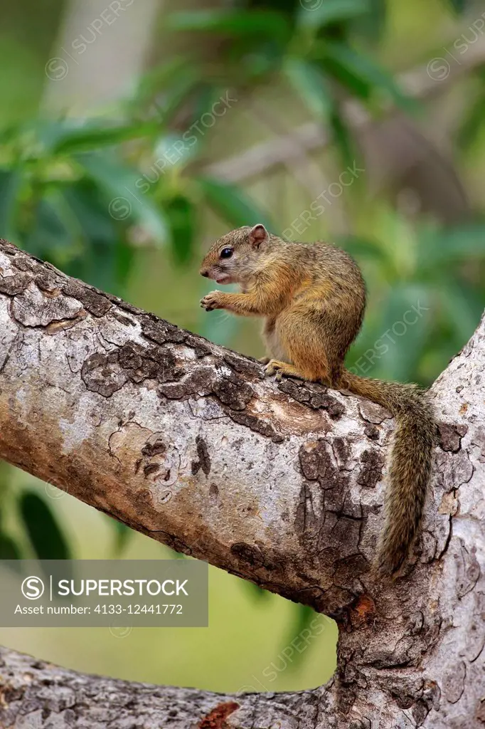 Tree Squirrel, Smith's bush squirrel, yellow-footed squirrel, (Paraxerus cepapi), adult on tree, Kruger Nationalpark, South Africa, Africa