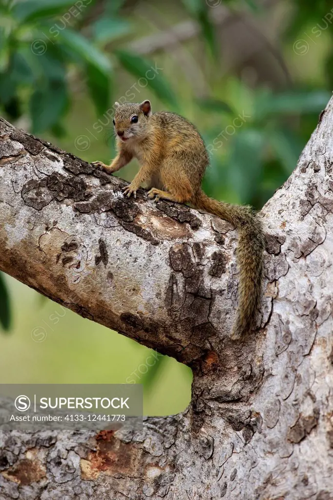 Tree Squirrel, Smith's bush squirrel, yellow-footed squirrel, (Paraxerus cepapi), adult on tree, Kruger Nationalpark, South Africa, Africa
