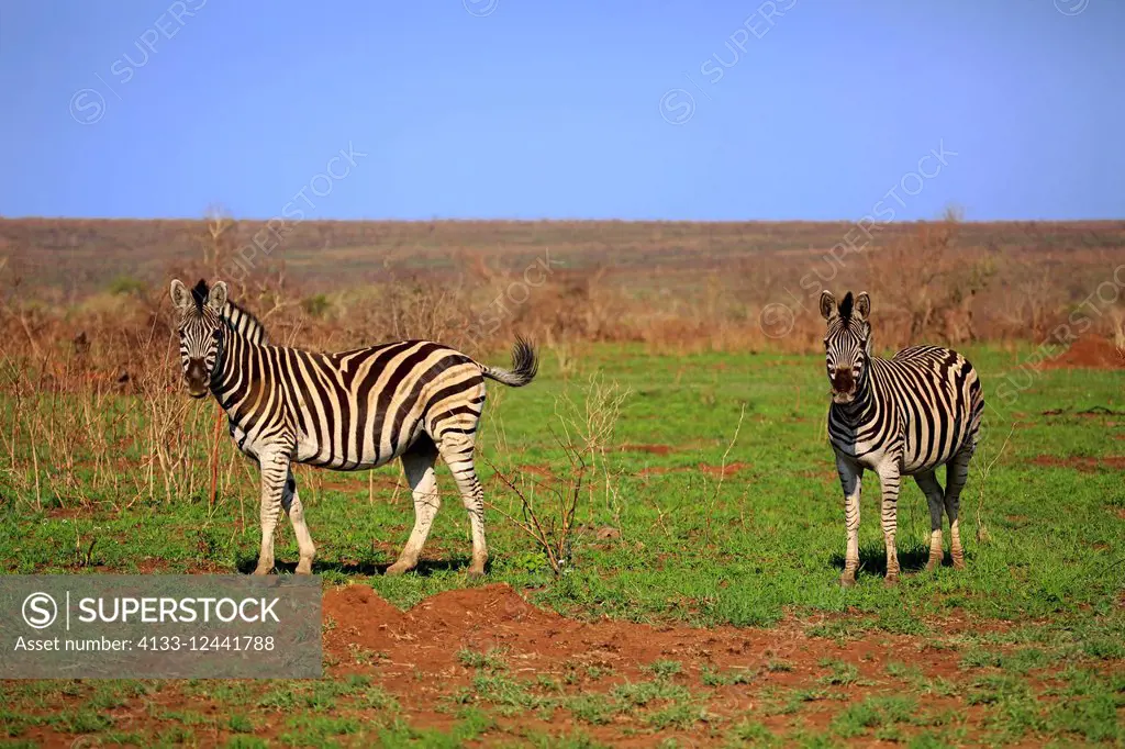 Plains Zebra Burchell, (Equus quagga burchelli), two animals, Kruger Nationalpark, South Africa, Africa