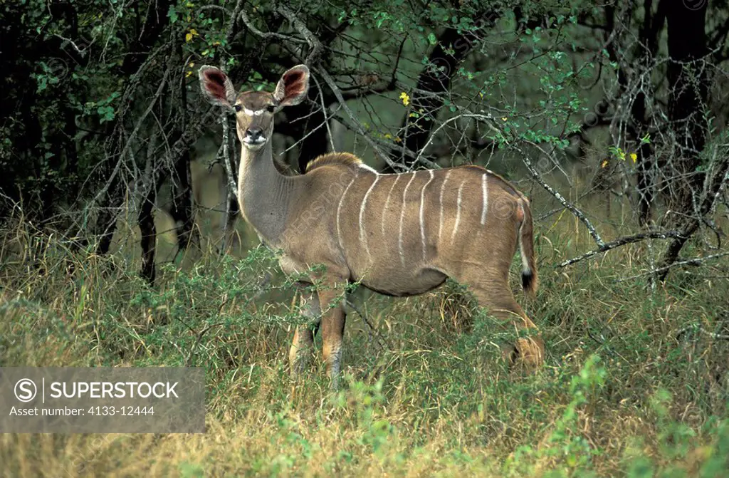 Greater Kudu,Tragelaphus strepsiceros,Krueger Nationalpark,South,adult,female