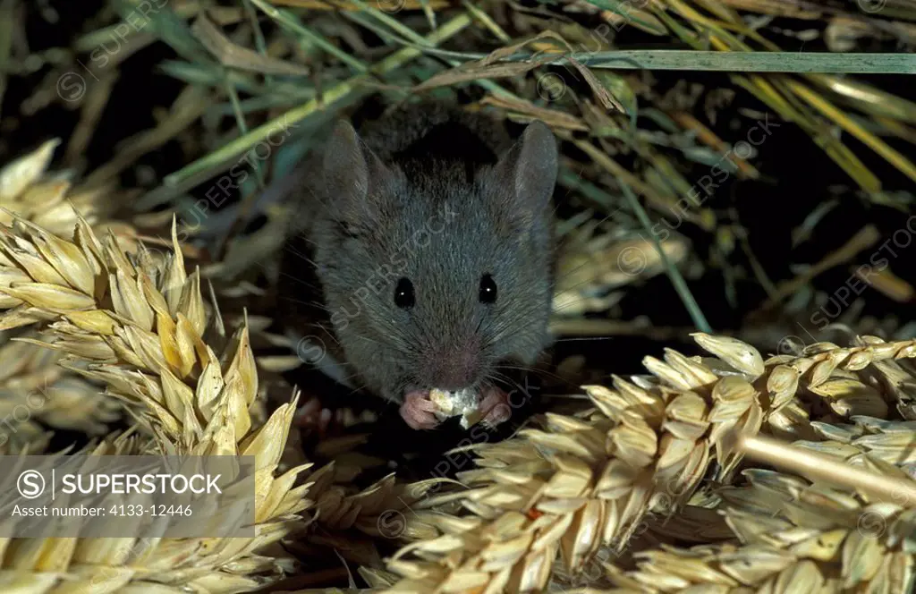 House Mouse,Mus musculus,Germany,adult feeding on barley
