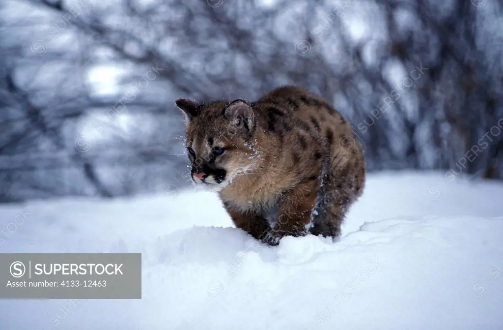 Mountain Lion,Felis concolor,Montana,USA,young in snow
