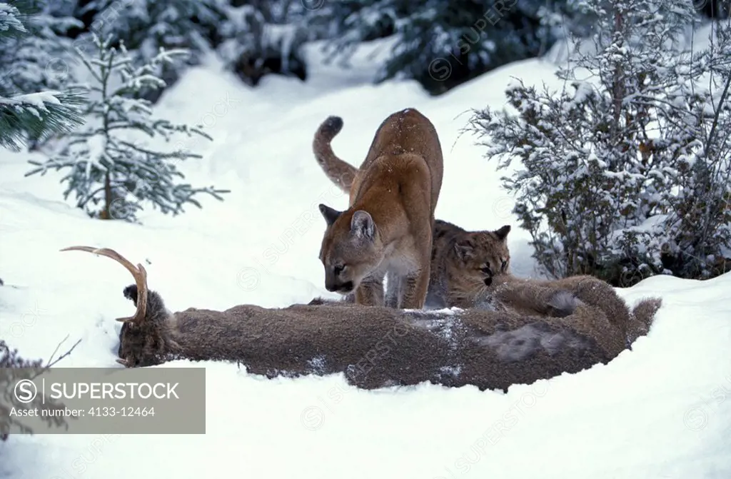 Mountain Lion,Felis concolor,Montana,USA,adult female with young feeding on prey in snow in winter