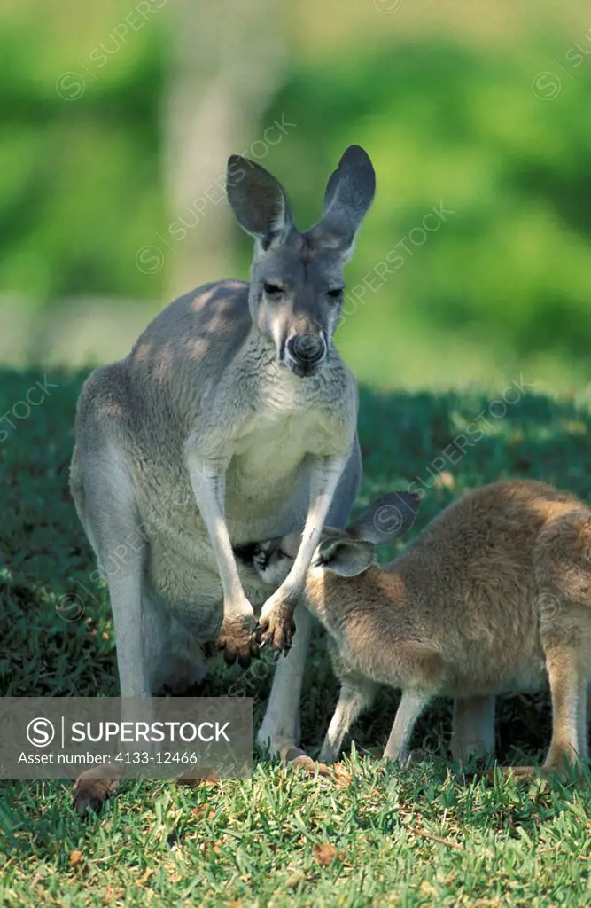 Red Kangaroo,Macropus rufus,Australia,Sturt Nationalpark,adult with young