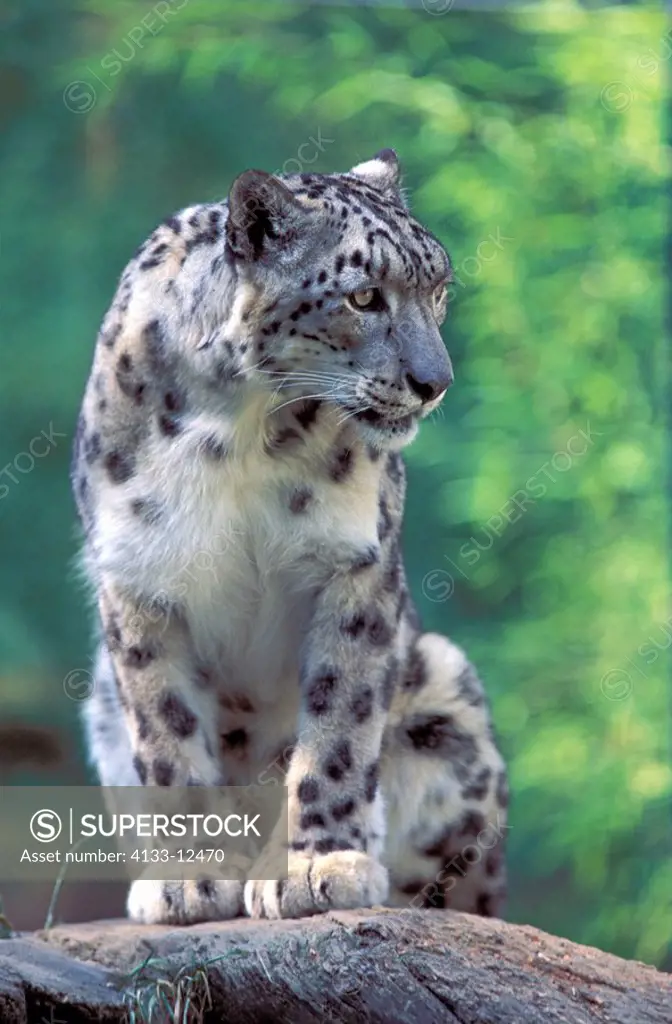 Snow Leopard,Uncia uncia,Asia,adult in summer on rock