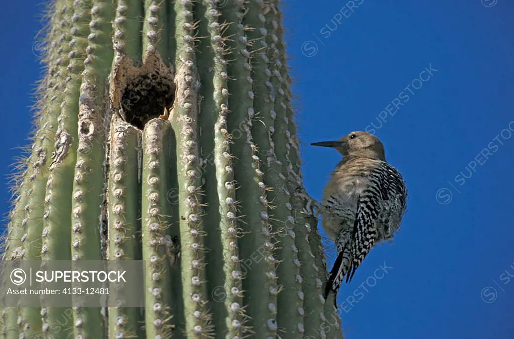 Gila Woodpecker Melanerpes uropygialis Sonora Desert Arizona USA
