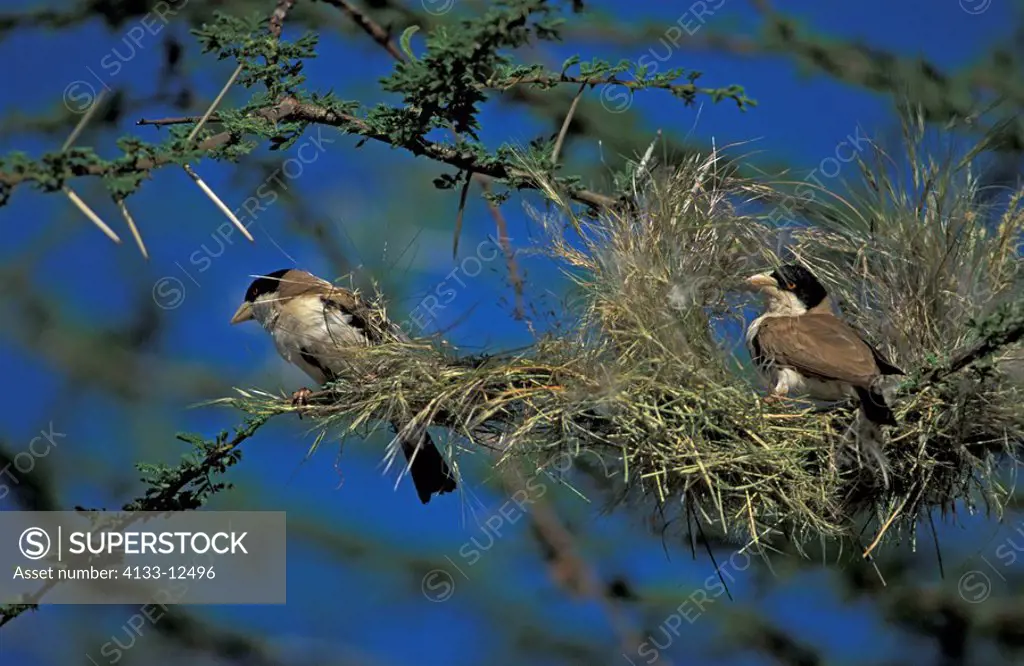 Black-Capped Social Weaver,Pseudonigrita cabanisi,Samburu Game Reserve,Kenya,Africa,adult couple on nest