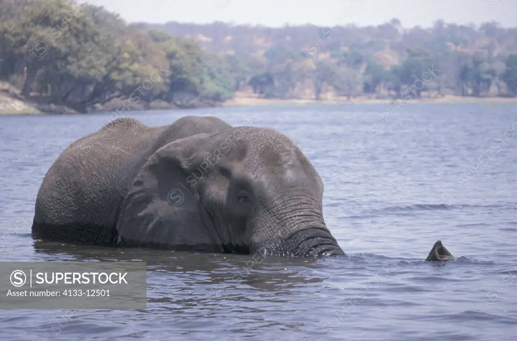 African Elephant , Loxodonta africana , Chobe National Park , Botswana , Africa , Adults , Herd , Group crossing river