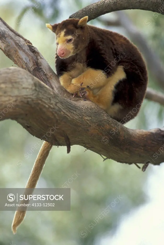 Matschie´s Tree Kangaroo , Dendrolagus matschiei , Australia  , Adult on tree