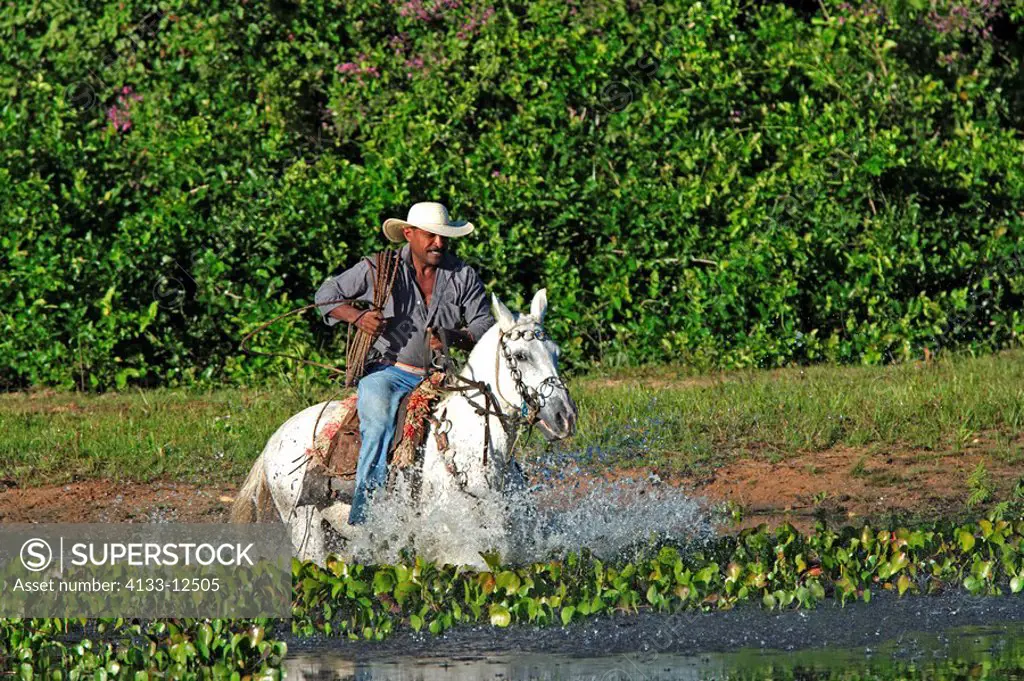 Pantanal Cowboy,Pantaneiro,Horse,Pantaneiro Horse,Pantanal,Brazil,riding,crossing water