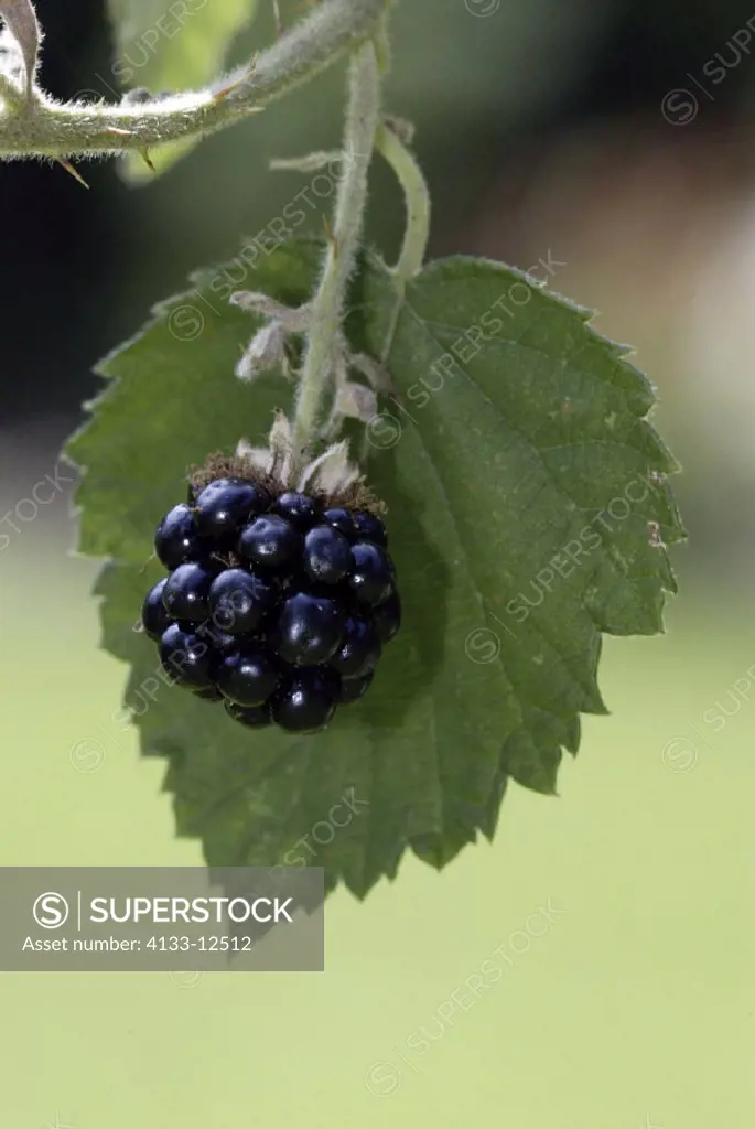 Blackberry, Rubus fruticosus, Germany, fruit berry