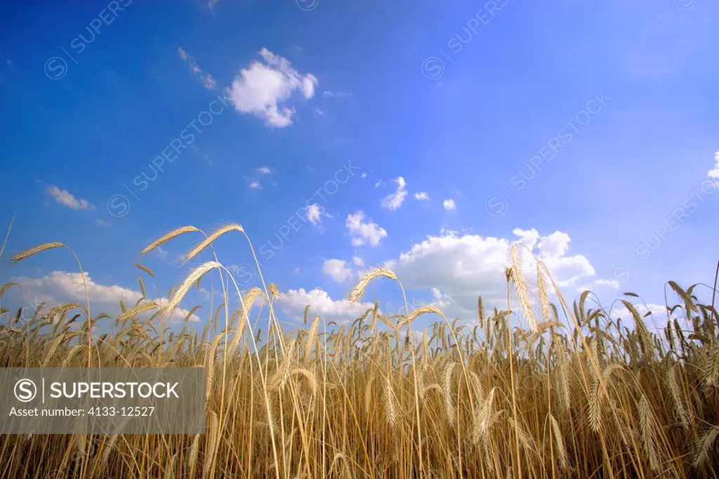 Rye,Secale cereale,Ellerstadt,Germany,Europe,Rye growing in a field with blue sky and clouds