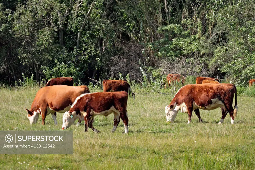 Cattle Domestic Animal Stellenbosch South Africa Africa