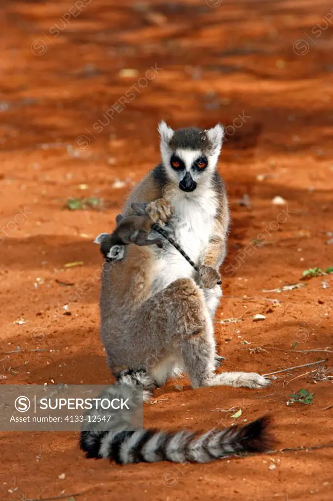 Ring Tailed Lemur, Lemur catta, Berenty Game Reserve, Madagascar, adult with newborn baby