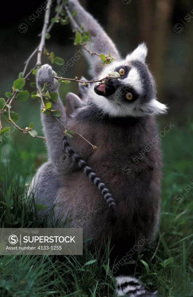Ring-Tailed Lemur,Lemur catta,Madagascar,Africa,mother with baby