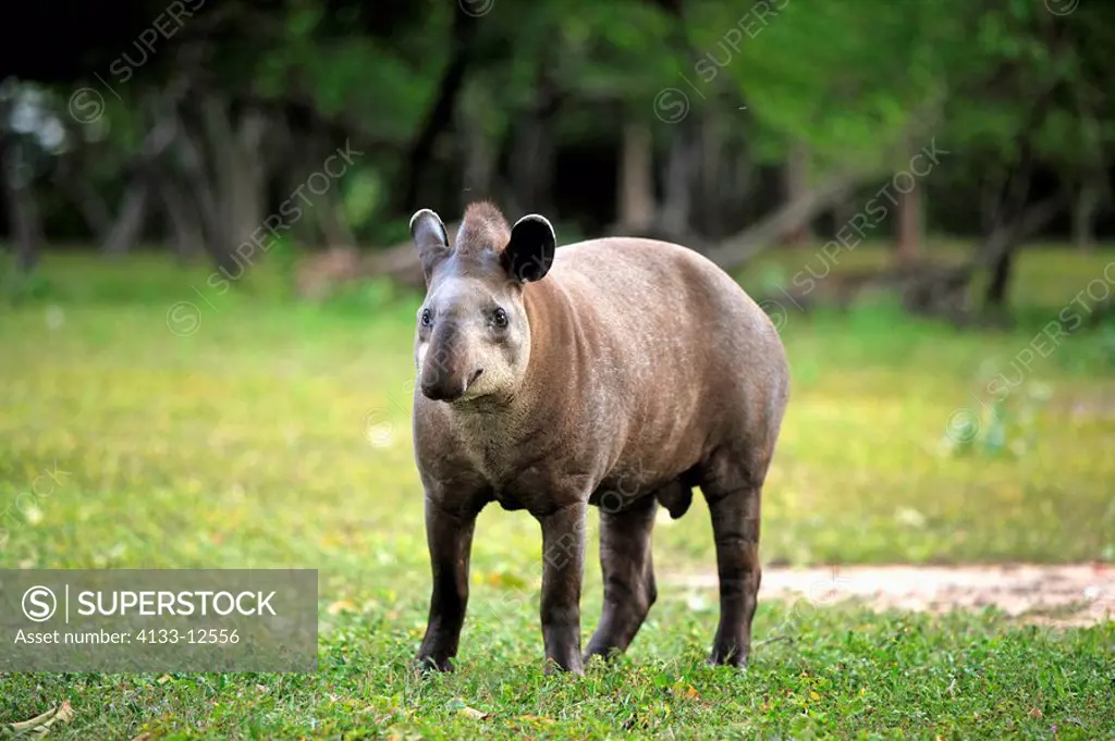 Brazilian Tapir,Lowland Tapir,Tapirus terrestris,Pantanal,Brazil,adult