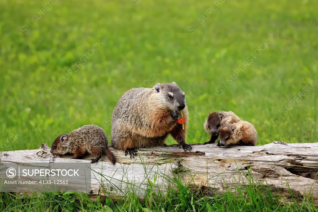 Woodchuck,Groundhog,Marmota monax,Minnesota,USA,adult with youngs