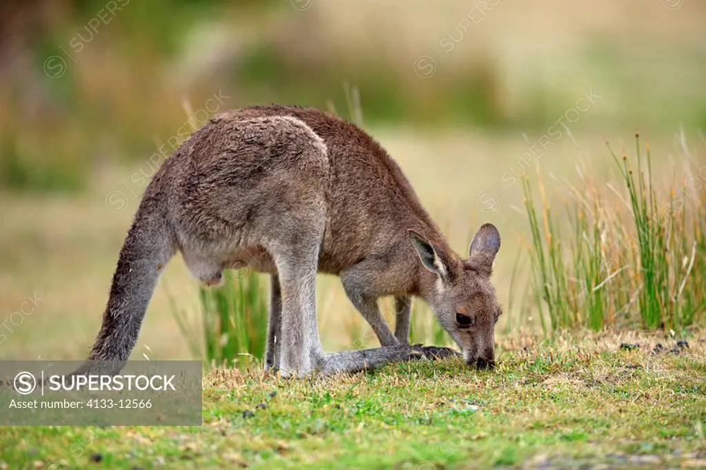 Eastern Grey Kangaroo,Macropus giganteus,Wilson Promontory Nationalpark,Australia,adult male feeding