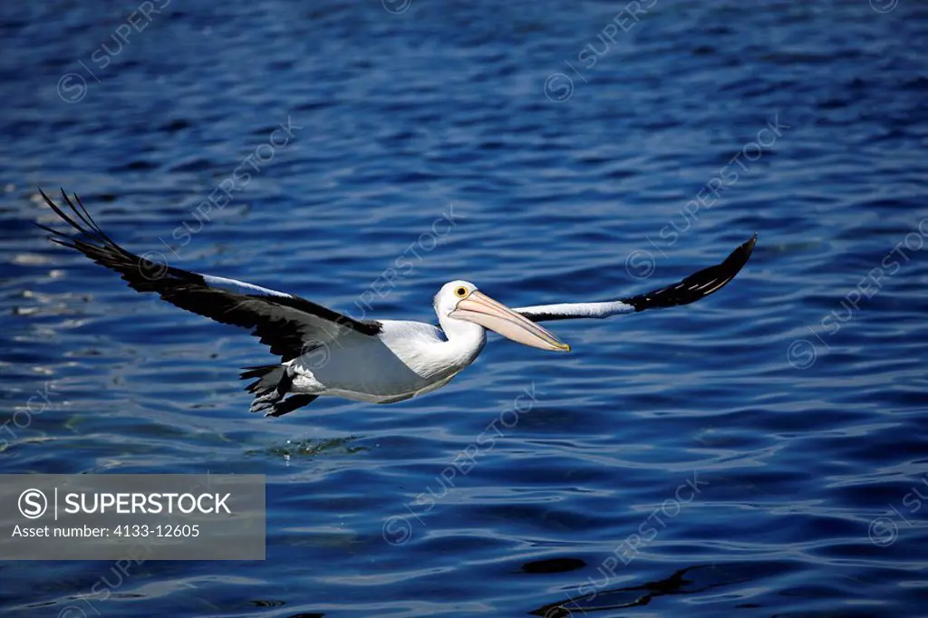 Australian Pelican,Pelecanus conspicillatus,Kingscote,Kangaroo Island,Australia,adult flying