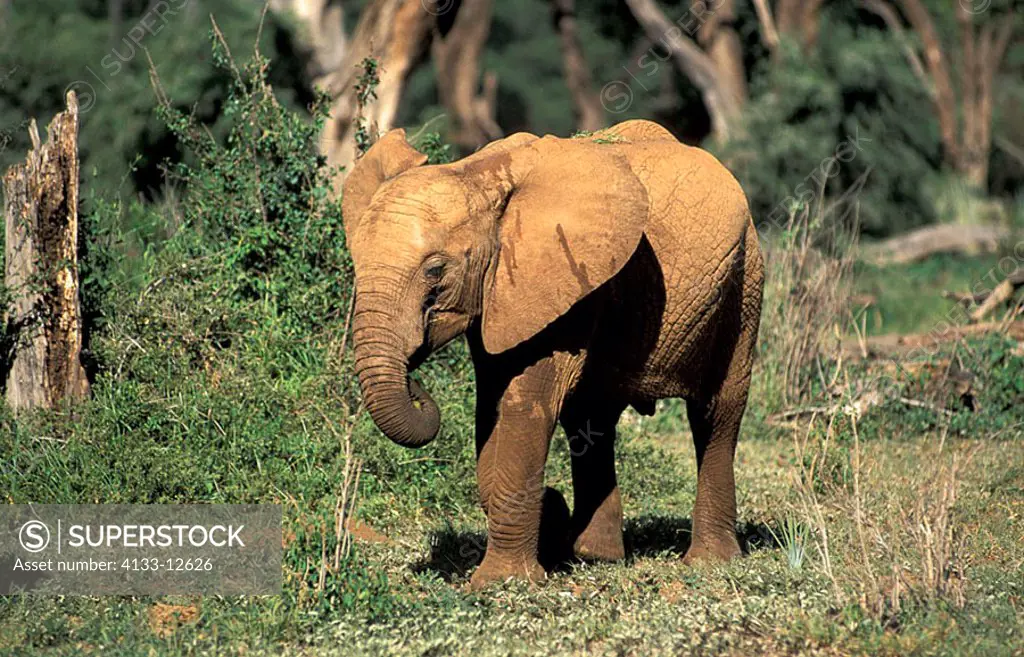 African Elephant Loxodonta africana Samburu Game Reserve Kenya Africa