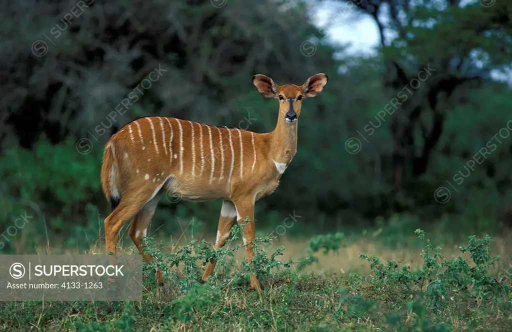 Nyala,Tragelaphus angasi,Mkuzi Game Reserve,South Africa,Africa,adult female