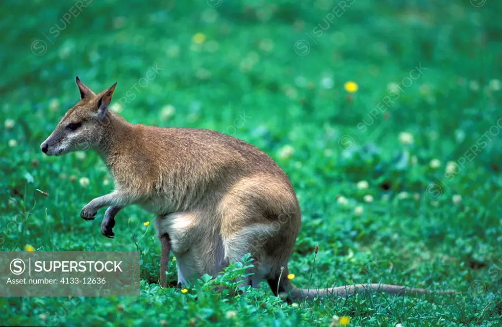 Agile Wallaby,Macropus agilis,Australia,adult with young in poach