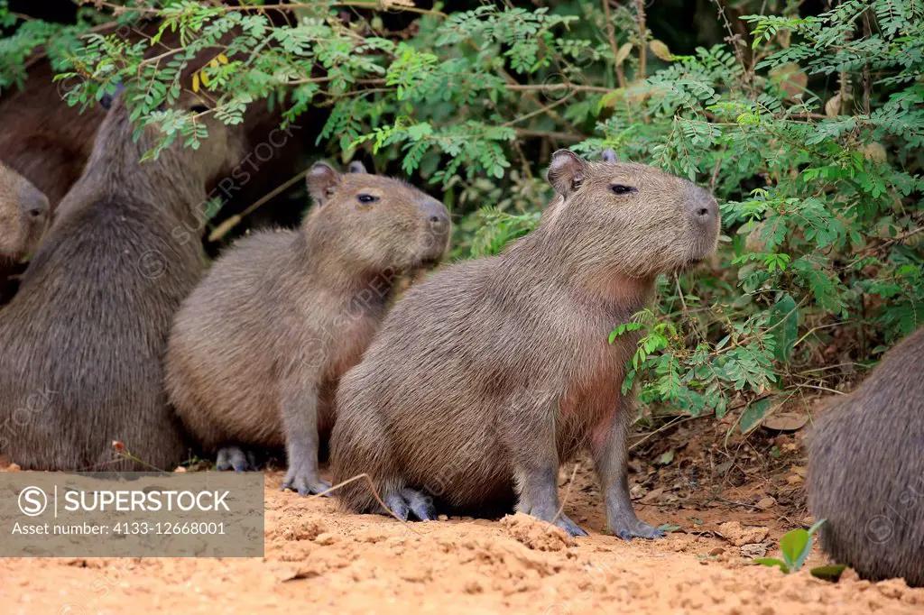 Capybara, (Hydrochoerus hydrochaeris), youngs on shore, Pantanal, Mato Grosso, Brazil, South America