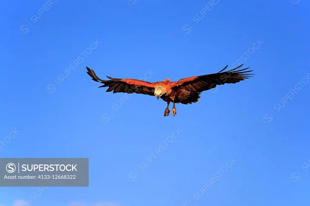 Black-Collared Hawk, (Busarellus nigricollis), adult flying, Pantanal, Mato Grosso, Brazil, South America