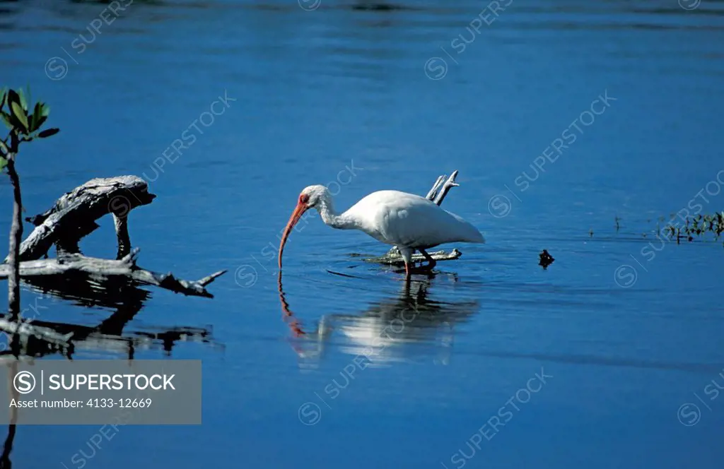 White Ibis,Eudocimus albus,Sanibel Isalnd,Florida,USA,adult in water searching for food