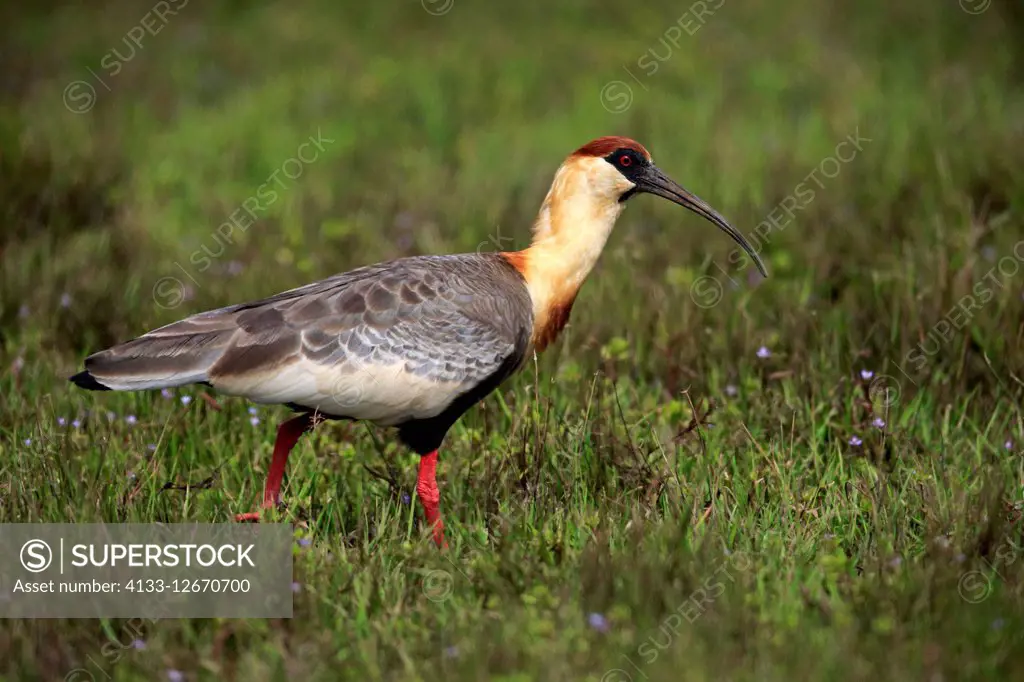 Buff-Necked Ibis, (Theristicus caudatus), adult on meadow searching for food, Pantanal, Mato Grosso, Brazil, South America
